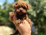 Microboy Korea Poodle Redbrovn Yavrumuz Aksaray