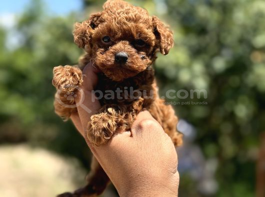 Microboy Korea Poodle Redbrovn Yavrumuz Aksaray görsel