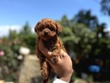Microboy Korea Poodle Redbrovn Yavrumuz Aksaray
