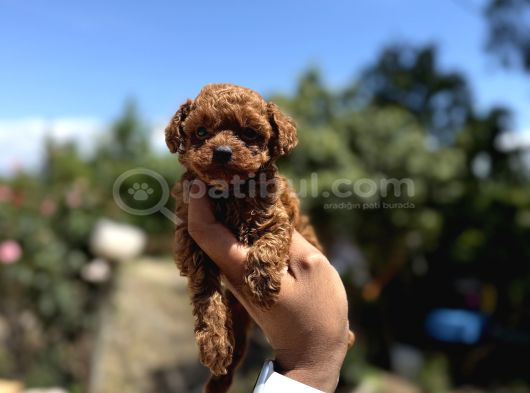 Microboy Korea Poodle Redbrovn Yavrumuz Aksaray görsel
