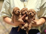 Apricot Teacup Toypoodle Bebeklerimiz