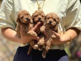 Apricot Teacup Toypoodle Bebeklerimiz