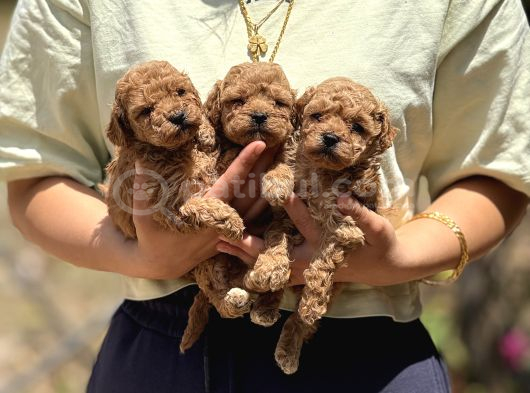 Apricot Teacup Toypoodle Bebeklerimiz görsel