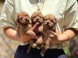 Apricot Teacup Toypoodle Bebeklerimiz