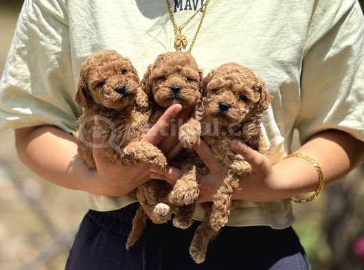 Apricot Teacup Toypoodle Bebeklerimiz görsel