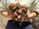 Apricot teacup toypoodle bebeklerimiz