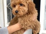 MİNİ BOY MALTIPOO OĞLUMUZ