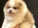 Panda Yavrusu Pomeri̇an Bebek