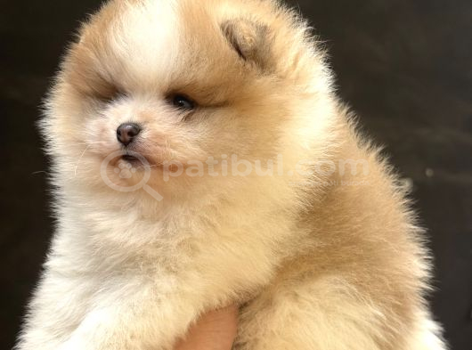 Panda Yavrusu Pomeri̇an Bebek görsel