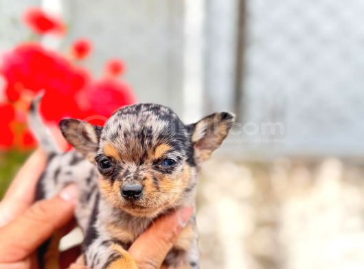 Merle Mi̇croteacup Ultra Mi̇ni̇k Şi̇vava Bebekler
