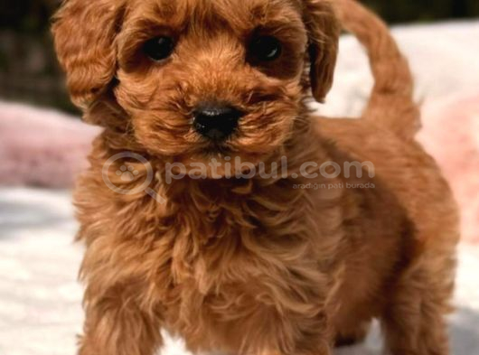 Toy Poodle Sevi̇mli̇ Yavrular Ev Üreti̇mi̇ görsel