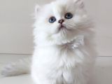 Safkan longhair yavrularımız
