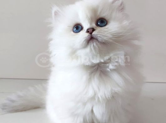 Safkan Longhair Yavrularımız