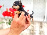 mİCROTEACUP ULTRA MİNİK ŞİVAVA BEBEKLER