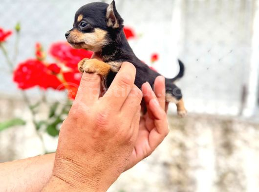 Mi̇croteacup Ultra Mi̇ni̇k Şi̇vava Bebekler