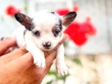 Merle Mi̇croteacup Ultra Mi̇ni̇k Şi̇vava Bebekler