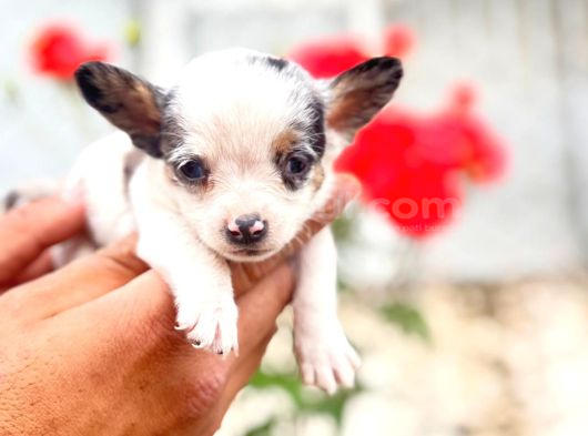 Merle Mi̇croteacup Ultra Mi̇ni̇k Şi̇vava Bebekler görsel
