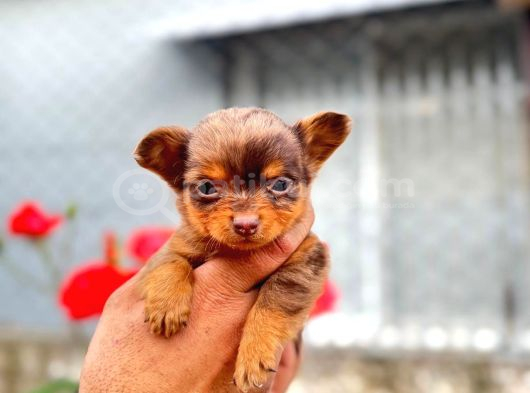 Mi̇croteacup Ultra Mi̇ni̇k Şi̇vava Bebekler görsel