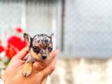 Mi̇croteacup Ultra Mi̇ni̇k Şi̇vava Bebekler