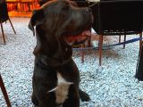 Temel Eğitimli Blue Cane Corso
