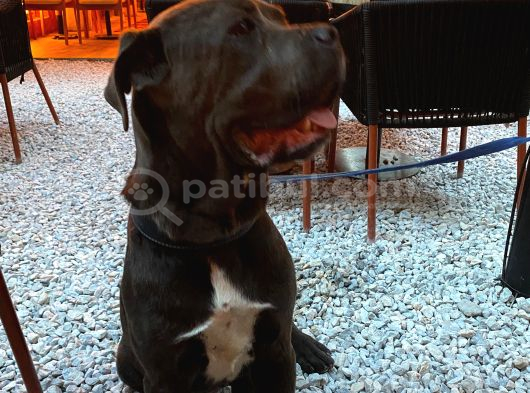 Temel Eğitimli Blue Cane Corso görsel