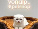 VONALP PET GARANTISIYLE EFSANE GÜZELLİKTE SCOTTİSH FOLD