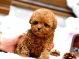 Mi̇cro Boy Toy Poodle Bebekleri̇m