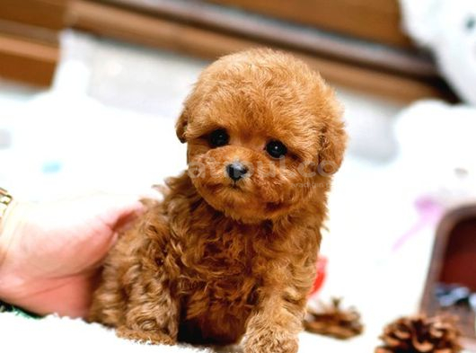 Mi̇cro Boy Toy Poodle Bebekleri̇m görsel