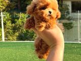 İstanbulun En Gözde Toy Poodle Bebekleri̇