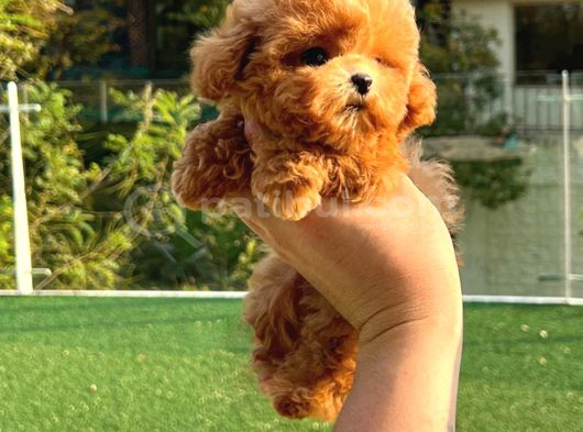 İstanbulun En Gözde Toy Poodle Bebekleri̇ görsel