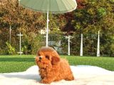 İstanbulun En Gözde Toy Poodle Bebekleri̇