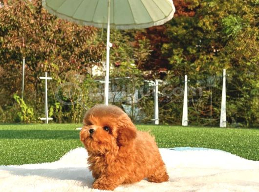 İstanbulun En Gözde Toy Poodle Bebekleri̇ görsel