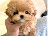 BEBEK YÜZLÜ TOY POODLE BEBEKLERİM