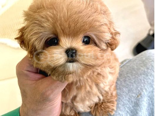 BEBEK YÜZLÜ TOY POODLE BEBEKLERİM