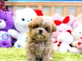 BAYRAM ÜSTÜ İNDİRİMLİ FİYAT TOY POODLE BEBEKELRİM