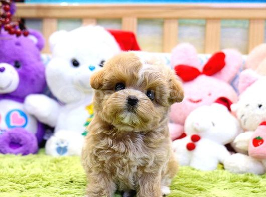 Bayram Üstü İndi̇ri̇mli̇ Fi̇yat Toy Poodle Bebekelri̇m