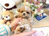Bayram Üstü İndi̇ri̇mli̇ Fi̇yat Toy Poodle Bebekelri̇m