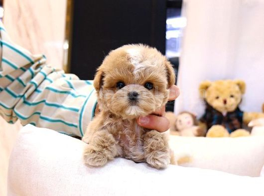Bayram Üstü İndi̇ri̇mli̇ Fi̇yat Toy Poodle Bebekelri̇m görsel