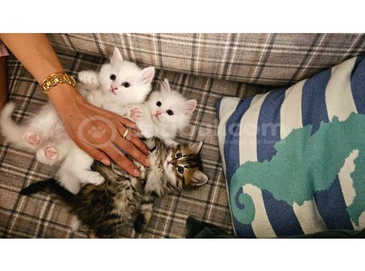 Uzun Tüylü Scotish Yavrular 7 Haftalık görsel