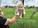Erkek Disi Japon Akita Inu Yavrularımız