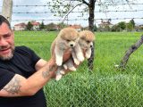 Erkek Disi Japon Akita Inu Yavrularımız