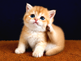 British shorthair ve longhair golden yavrular