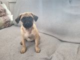 Dişi Pug Mops Yavrularımız