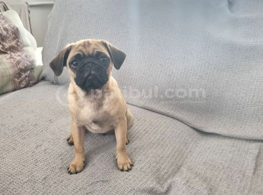 Dişi Pug Mops Yavrularımız görsel