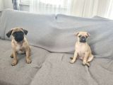 Dişi Pug Mops Yavrularımız