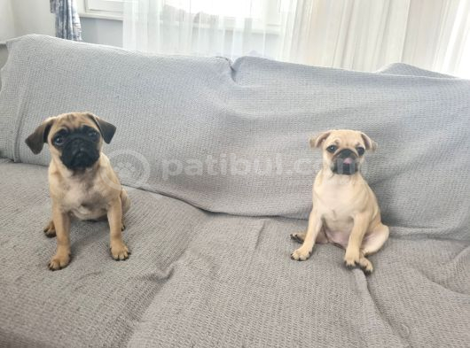 Dişi Pug Mops Yavrularımız görsel