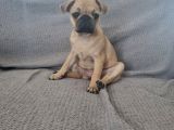 Dişi Pug Mops Yavrularımız