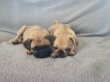 Dişi Pug Mops Yavrularımız