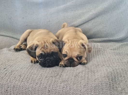 Dişi Pug Mops Yavrularımız görsel