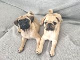 Dişi pug mops yavrularımız